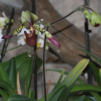 paphiopedilum_lowii1md