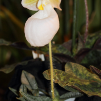Paphiopedilum micranthum (Paphiopédllum)
