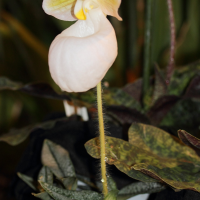 paphiopedilum_micranthum1md