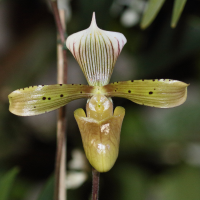 Paphiopedilum tonsum (Paphiopédilum)