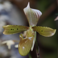 paphiopedilum_tonsum2bd