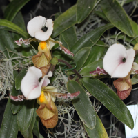 paphiopedilum_translienianum1md