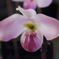 Paphiopedilum vietnamense (Paphiopédilum)