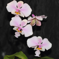 phalaenopsis_schilleriana1md