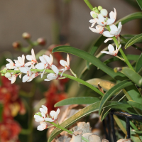 sarcochilus_hartmannii4md