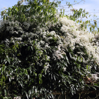 clematis_armandii1md