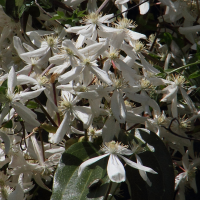 clematis_armandii2md