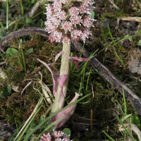 petasites_pyrenaicus4md