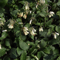 Symphytum grandiflorum (Consoude à grandes fleurs)