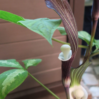 arisaema_sikokianum2md