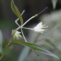 disporum_bodinieri2md (Disporum bodinieri)