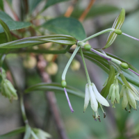 disporum_bodinieri3md (Disporum bodinieri)