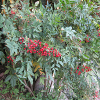 nandina_domestica1bd