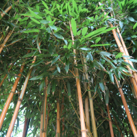 phyllostachys_aureosulcata_spectabilis1md