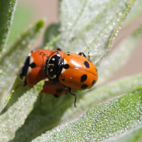 hippodamia_variegata4md