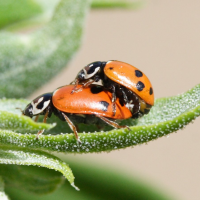 hippodamia_variegata6md