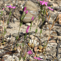 centaurium_erythraea_rhodense1bd (Centaurium erythraea ssp. rhodense)