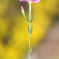 centaurium_erythraea_rhodense3md (Centaurium erythraea ssp. rhodense)