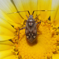 closterotomus_histrio_histrio2bd (Closterotomus histrio ssp. histrio)