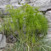 ferula_communis5md