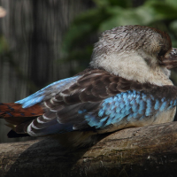 Dacelo leachii (Kookaburra à ailes bleues)