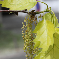 quercus_rubra10md