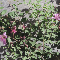 capparis_spinosa6md (Capparis spinosa)