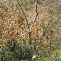 Ferulago nodosa (Férule noueuse)