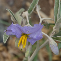 Solanum elaeagnifolium (Morelle à feuilles de chalef)