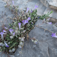 campanula_celsii_spathulifolia1md (Campanula celsii)