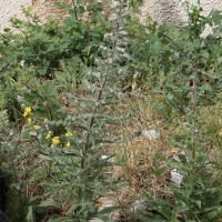 echium_italicum4bd (Echium italicum)