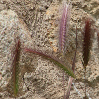 hordeum_murinum4bd