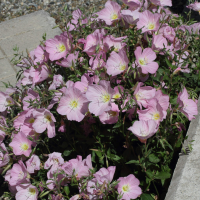 oenothera_speciosa1md