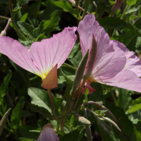 oenothera_speciosa3bd