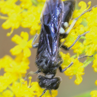 Cephaledo bifasciata ssp. bifasciata (Tenthrède bifasciée)