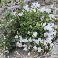 campanula_incurva1md (Campanula incurva)
