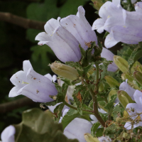 campanula_incurva3bd (Campanula incurva)