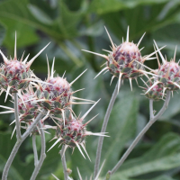 centaurea_spruneri2md (Centaurea spruneri)