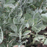 centaurea_spruneri3md (Centaurea spruneri)