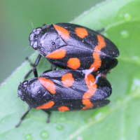 cercopis_sanguinolenta3md (Cercopis sanguinolenta)