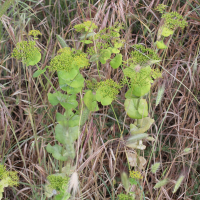 smyrnium_perfoliatum_rotundifolium1md (Smyrnium perfoliatum ssp. rotundifolium)