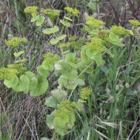 Smyrnium perfoliatum ssp. rotundifolium (Maceron à feuilles rondes)