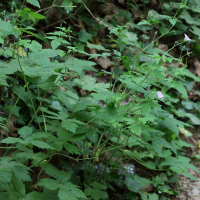 geranium_versicolor2bd