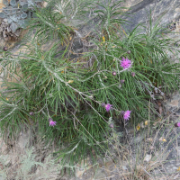 Ptilostemon chamaepeuce (Ptilostémon)