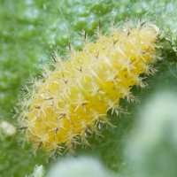 Henosepilachna elaterii (Coccinelle du melon, Coccinelle du melon d'Afrique, Coccinelle des Cucurbitacées)