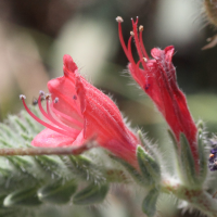 echium_angustidolium4md (Echium angustifolium)