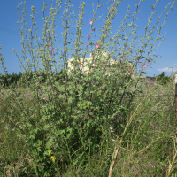 lavatera_bryoniifolia1md