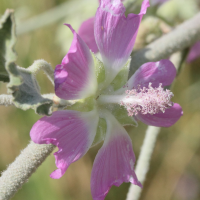 lavatera_bryoniifolia3md