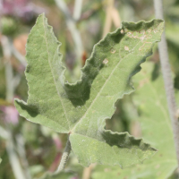 lavatera_bryoniifolia4md