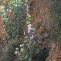 alcea_biennis1md (Alcea biennis)